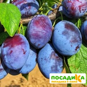 Слива Чачакская ранняя купить по цене от 229.00р. в интернет-магазине «Посадика» с доставкой почтой в в Богдановиче и по всей России – [изображение №1].