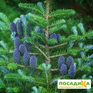 Пихта корейская (Abies koreana) купить по цене от 450.00р. в интернет-магазине «Посадика» с доставкой почтой в в Богдановиче и по всей России – [изображение №1].