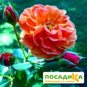 Роза Арабия купить по цене от 350.00р. в интернет-магазине «Посадика» с доставкой почтой в в Богдановиче и по всей России – [изображение №1].