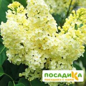 Сирень Примроуз (Primrose) купить по цене от 529.00р. в интернет-магазине «Посадика» с доставкой почтой в в Богдановиче и по всей России – [изображение №1].