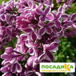 Сирень Сенсация купить по цене от 529.00р. в интернет-магазине «Посадика» с доставкой почтой в в Богдановиче и по всей России – [изображение №1].