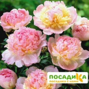 Пион Распберри Сандей (Paeonia Raspberry Sundae) купить по цене от 959р. в интернет-магазине «Посадика» с доставкой почтой в в Богдановиче и по всей России – [изображение №1].