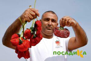 Клубника Гигант Джорнея купить по цене от 266р. в интернет-магазине «Посадика» с доставкой почтой в в Богдановиче и по всей России – [изображение №1].