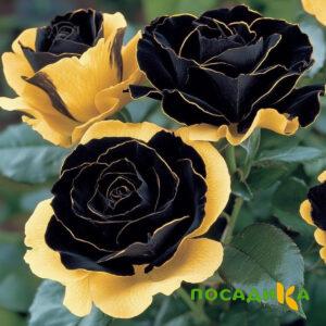 Роза Ханни Сикл купить по цене от 700р. в интернет-магазине «Посадика» с доставкой почтой в в Богдановиче и по всей России – [изображение №1].