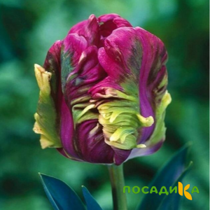 Тюльпан Экзотик Хэвен купить по цене от 186р. в интернет-магазине «Посадика» с доставкой почтой в в Богдановиче и по всей России – [изображение №1].